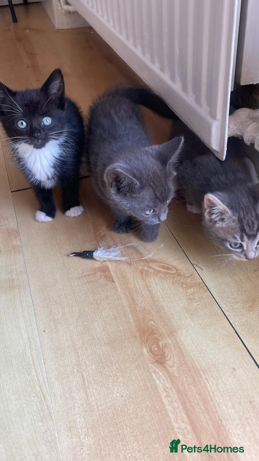 Mixed Breed cats 4 Adorable Kittens Ready for Forever Homes - Advert 2