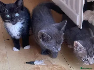 Mixed Breed cats 4 Adorable Kittens Ready for Forever Homes - Advert 18
