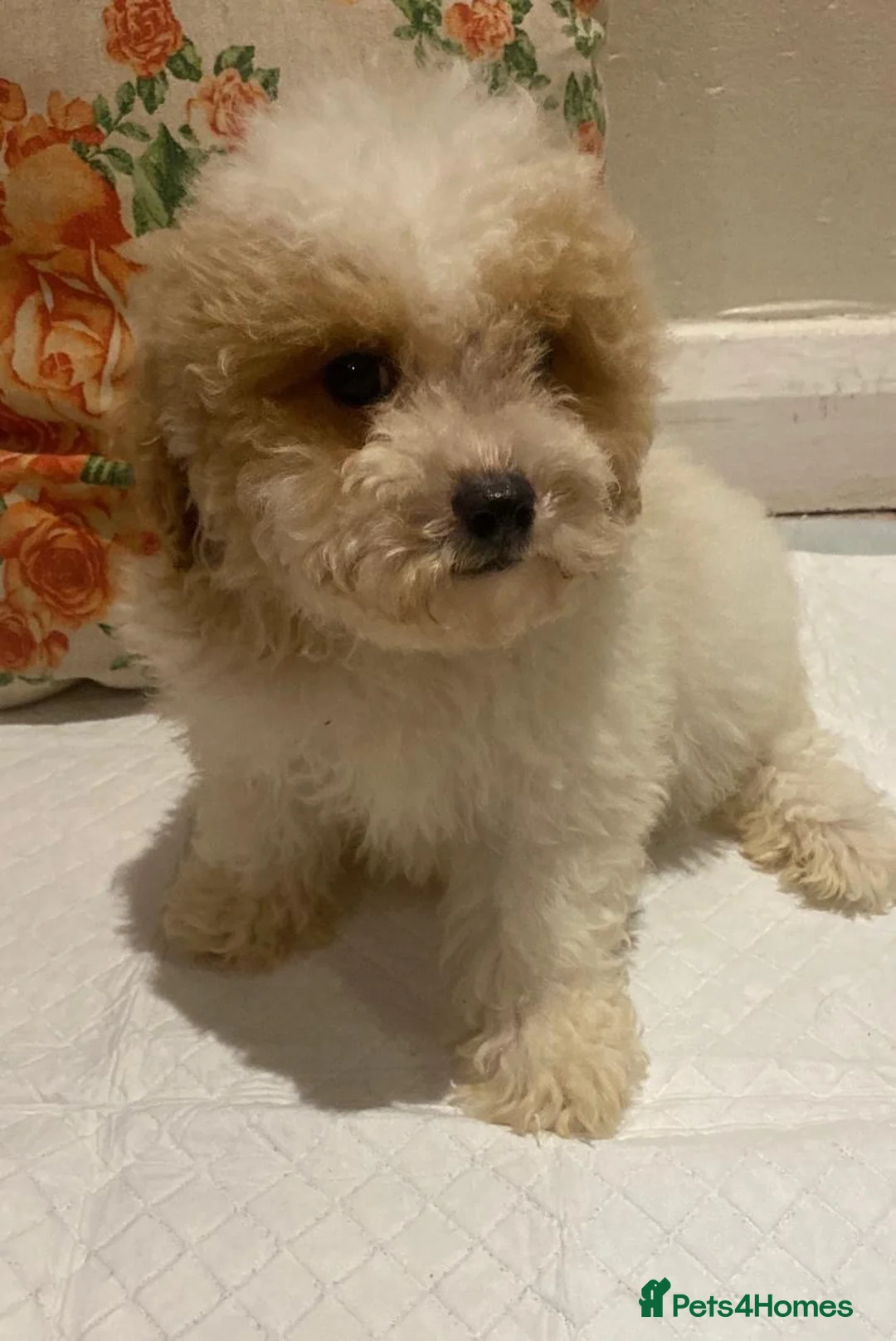 Cavapoo dogs for sale: F2 Cavapoo puppies available  - Advert 16