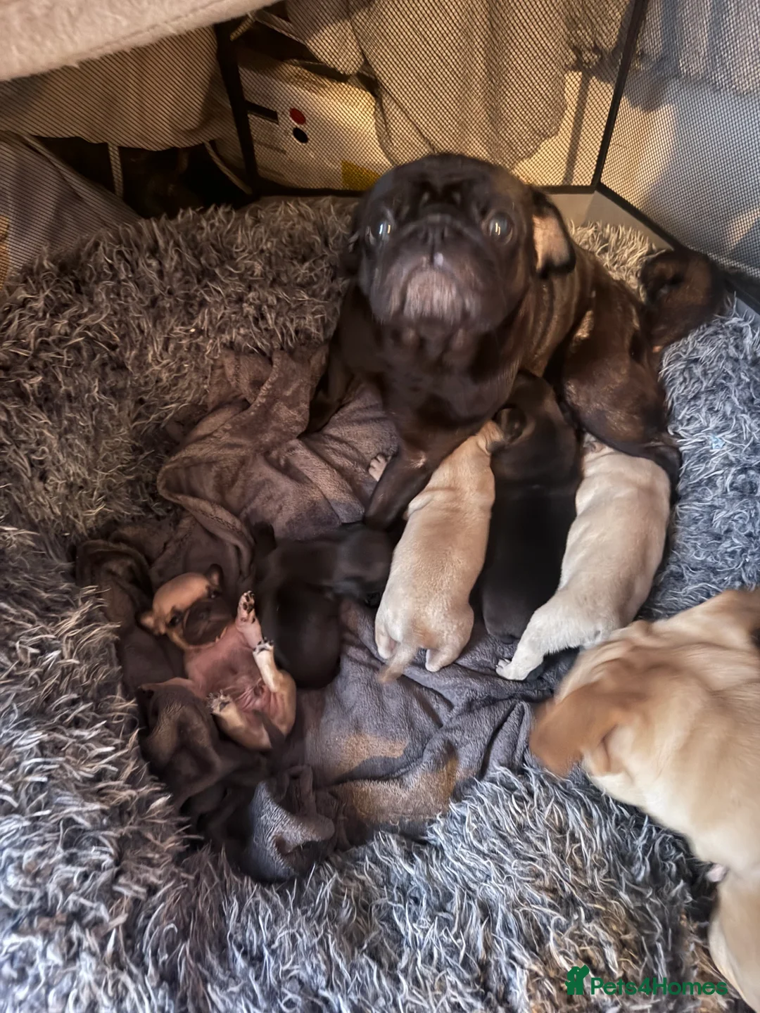 Frug dogs for sale: Frugs  - Advert 1