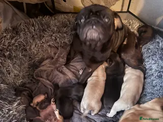 Frug dogs Frugs - Advert 2