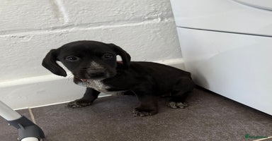 Mixed Breed dogs - Advert 9