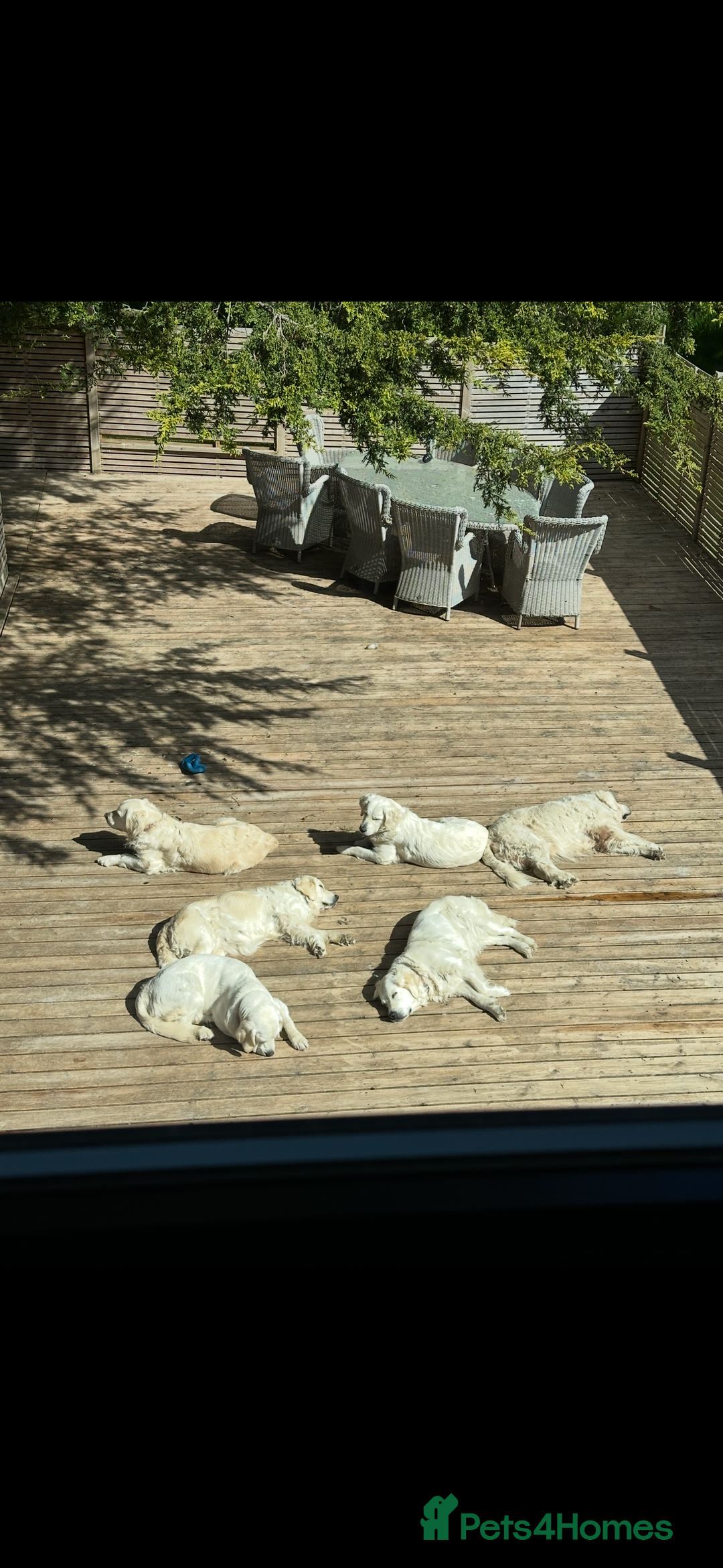 Golden Retriever dogs for sale: Health Tested Parents cream Golden Retriever Puppy - Advert 8