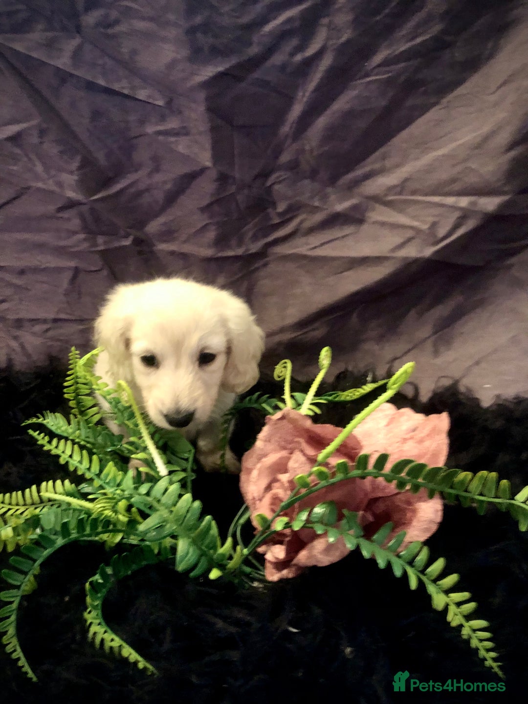 Miniature Dachshund dogs for sale: English Cream miniature dachshund  - Advert 37