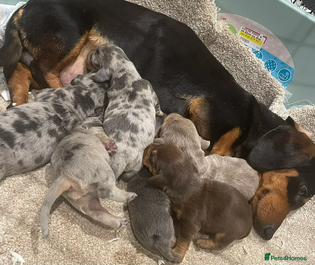 Dachshund dogs for sale: Dachshund  in Market Harborough - Advert 8