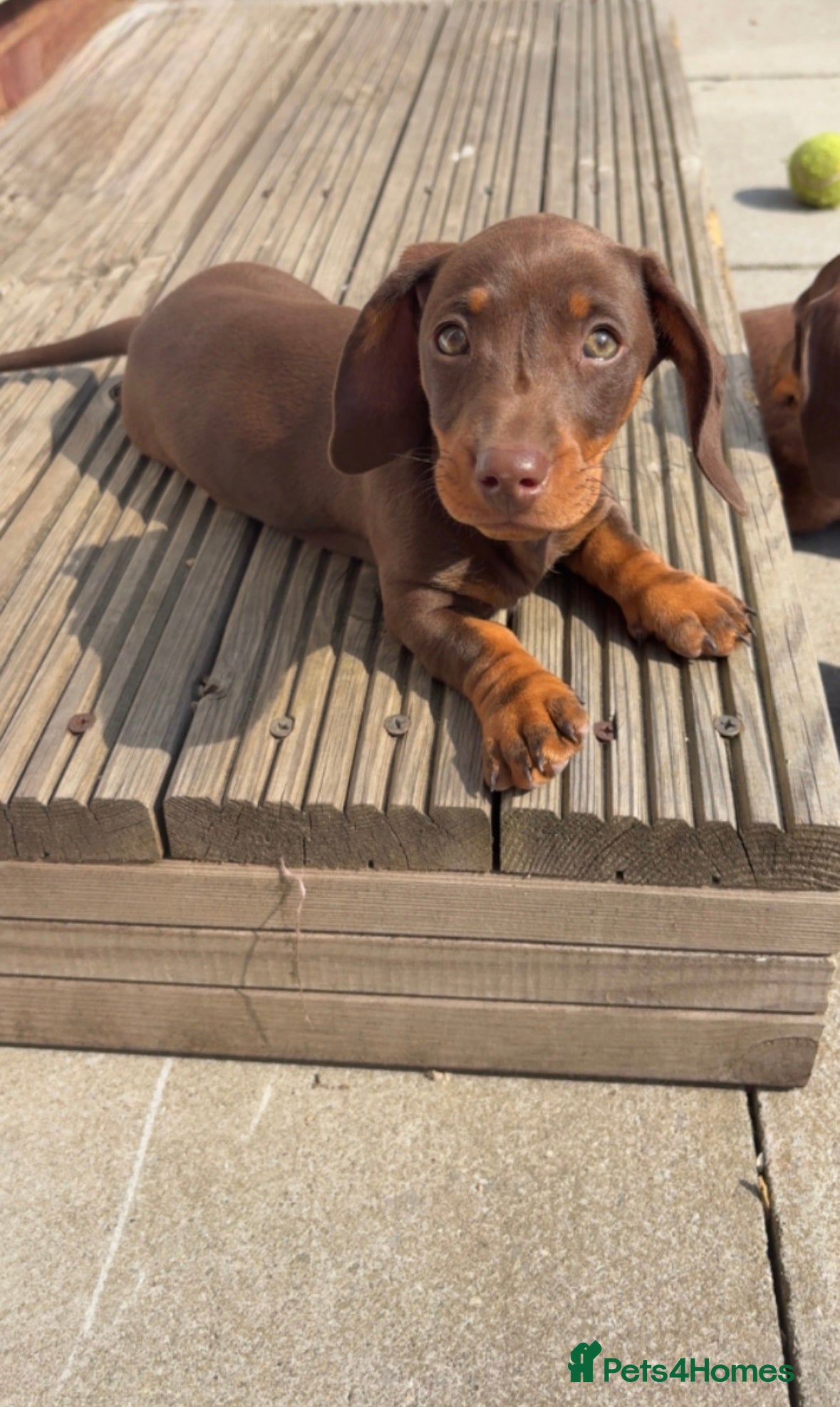 Miniature Dachshund dogs Miniature dachshund chocolate and tanned. - Advert 1