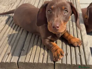 Miniature Dachshund dogs Miniature dachshund chocolate and tanned. - Advert 1