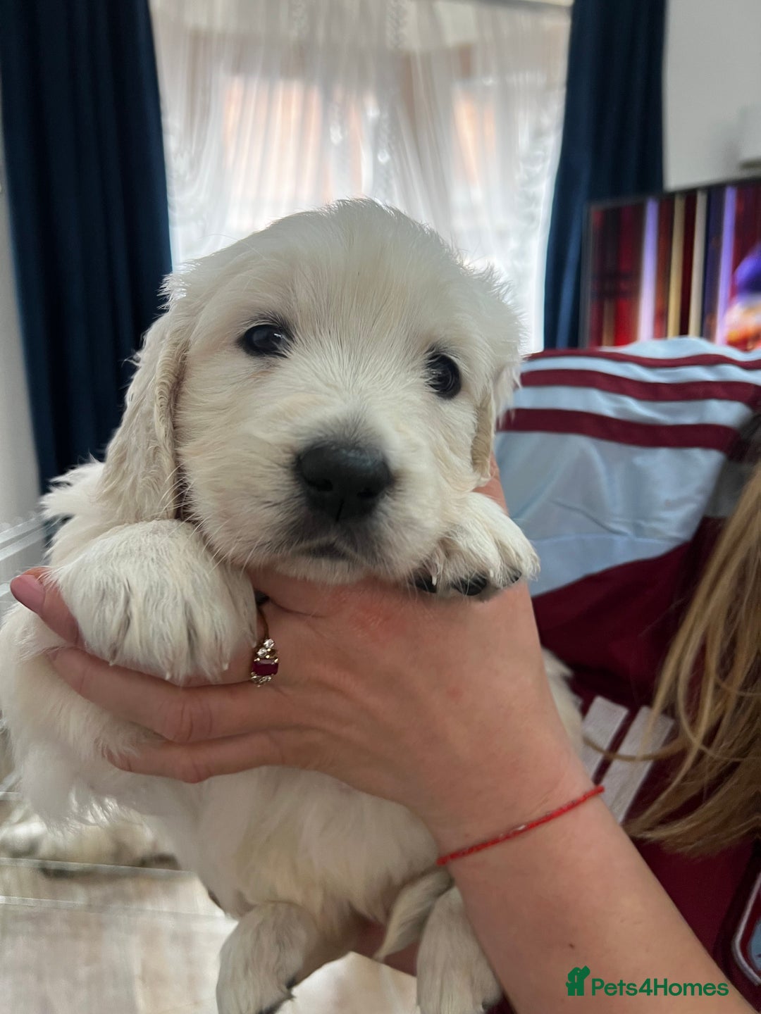 Golden Retriever dogs for sale: Golden Retriever Puppies 5 Generation Pedigree - Image 18