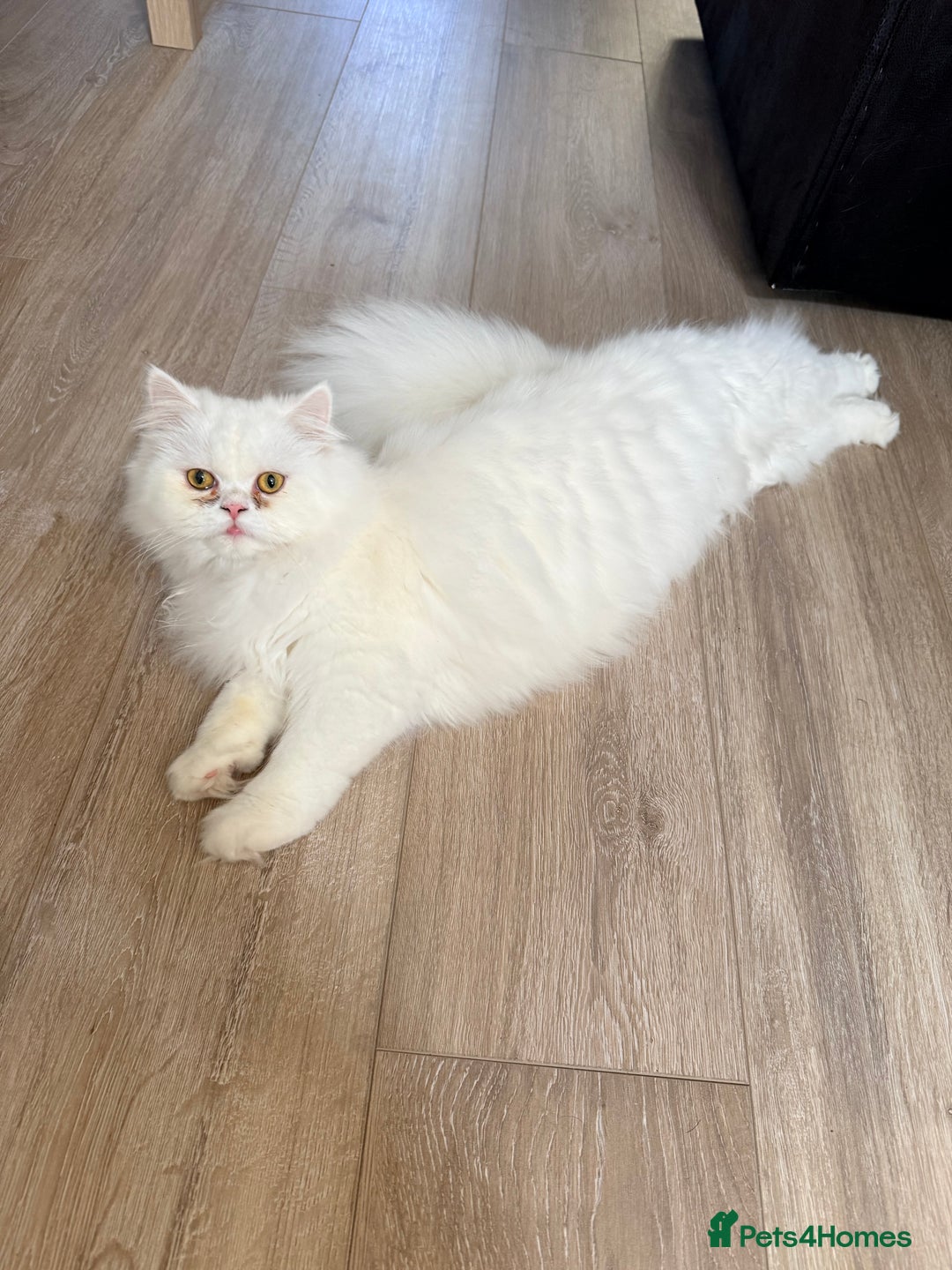 Persian cats for sale: Pure chinchilla kitten for sale  - Advert 5