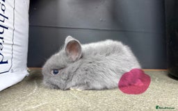 Netherland Dwarf rabbits for sale: Netherlands x lion heads  - Image 17