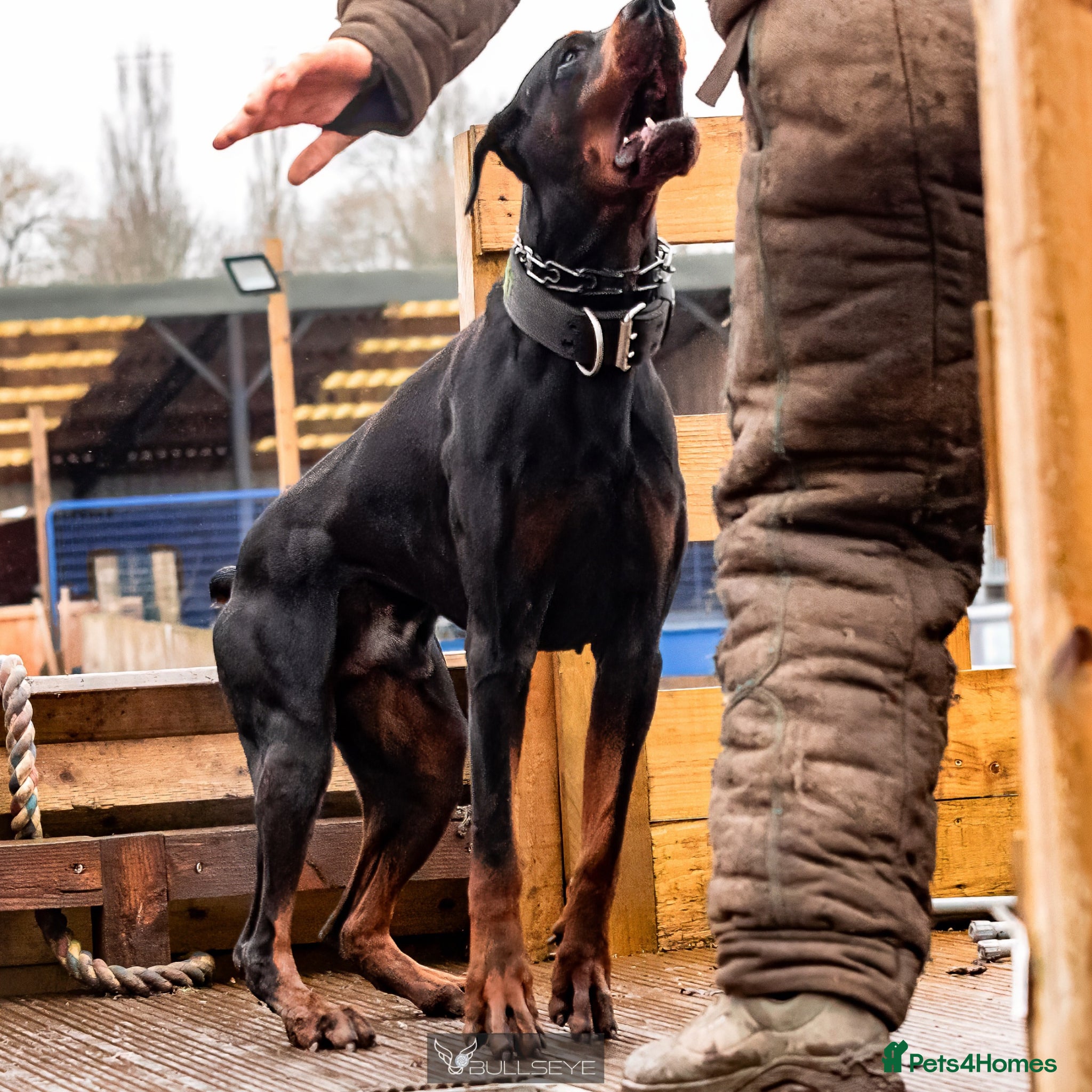 Dobermann dogs As featured on Animal Watch!🇷🇸 European doberman - Advert 1