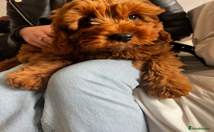 Cavapoo dogs - Advert 4