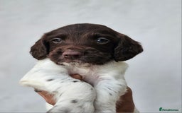 English Springer Spaniel dogs for sale: English Springer Spaniels Puppies 🐾 - Image 14