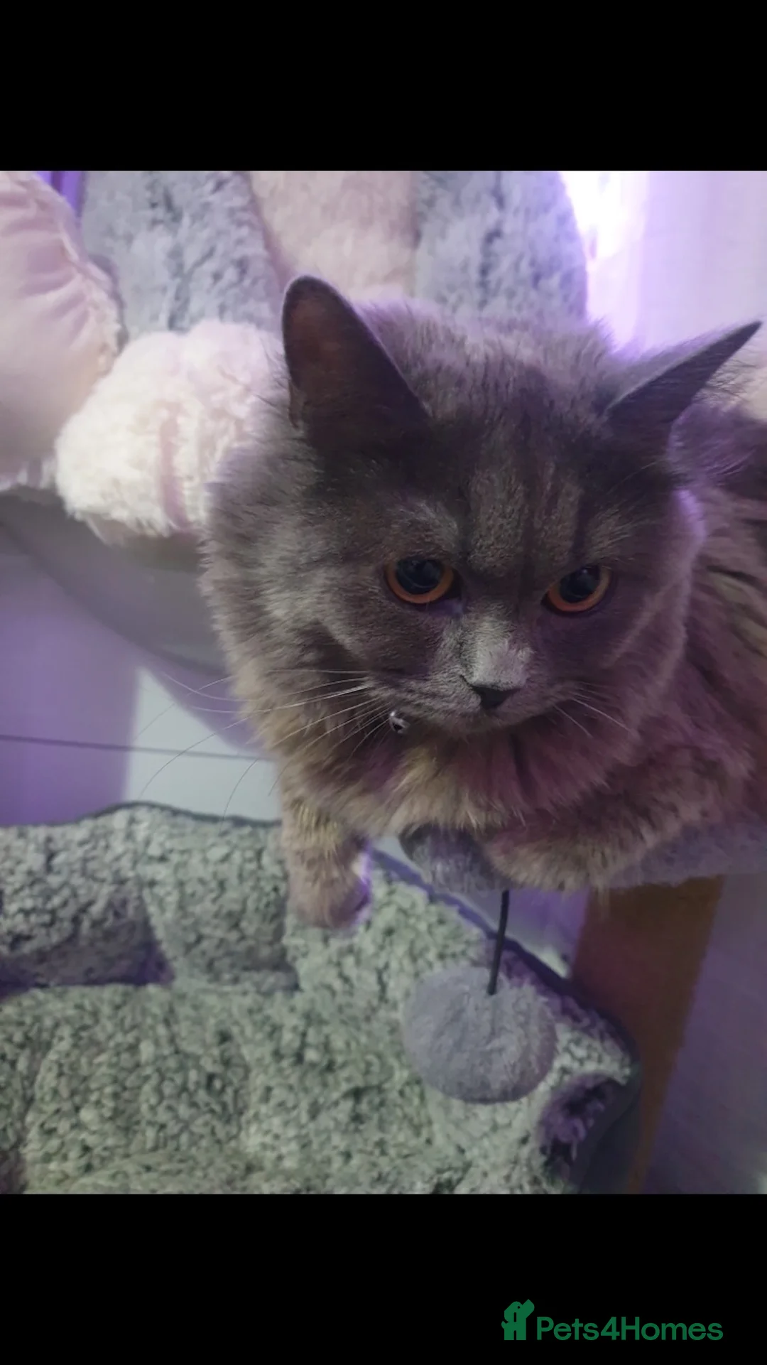 British Longhair cats for sale: cute british longhair - Advert 3