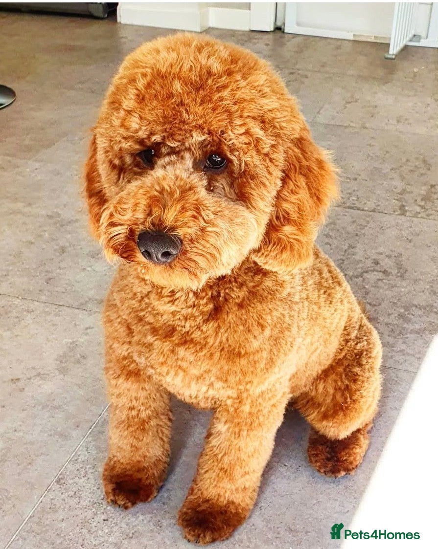 Cockapoo dogs F2 cockapoo Ready Now last male  - Advert 2