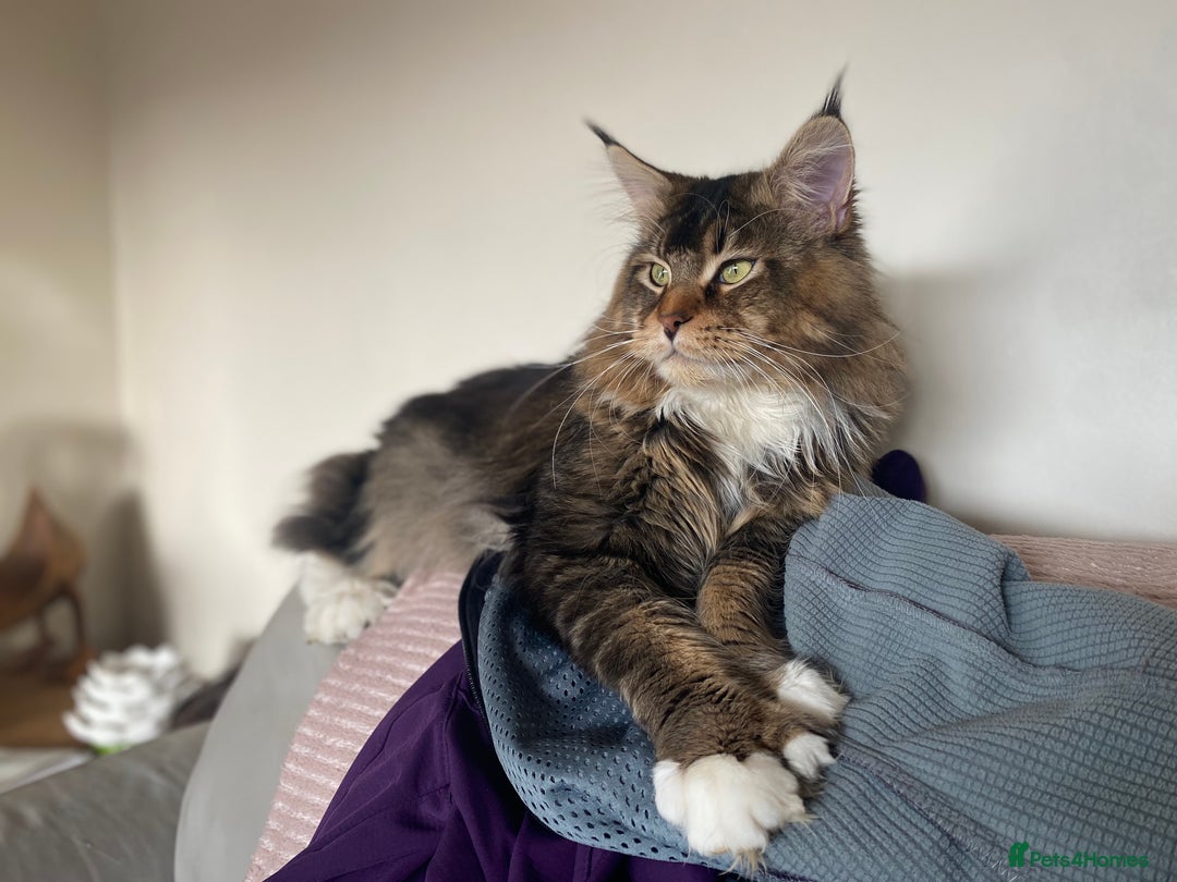 Maine Coon cats for sale: Beautiful Maine Coon Female - Advert 14
