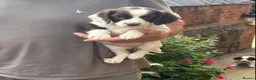 English Springer Spaniel dogs for sale: Springer Spaniel Puppies - Advert 6