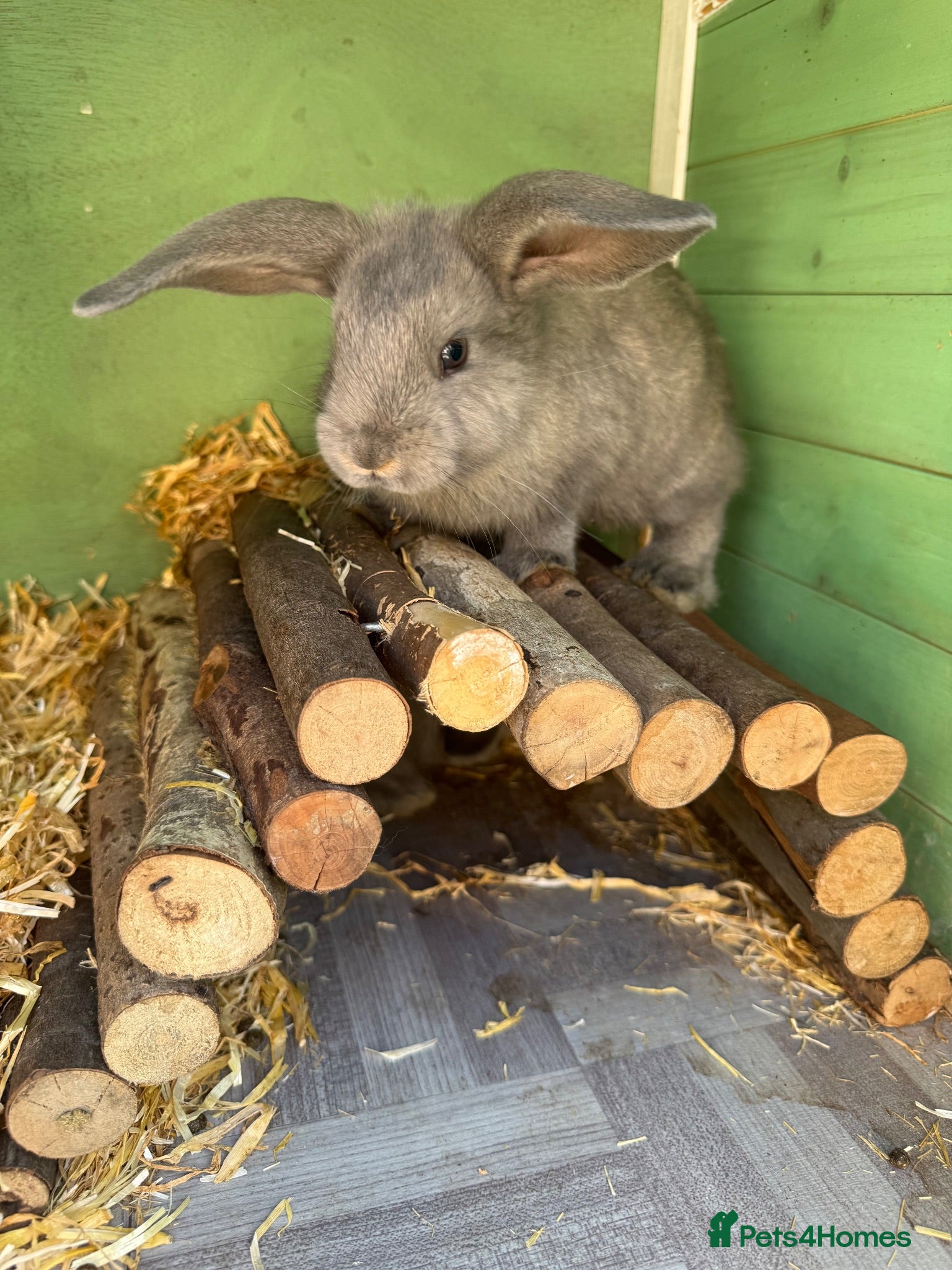 French Lop rabbits 1 Buck Left 🩶 French Lop x Continental Giant  - Advert 2