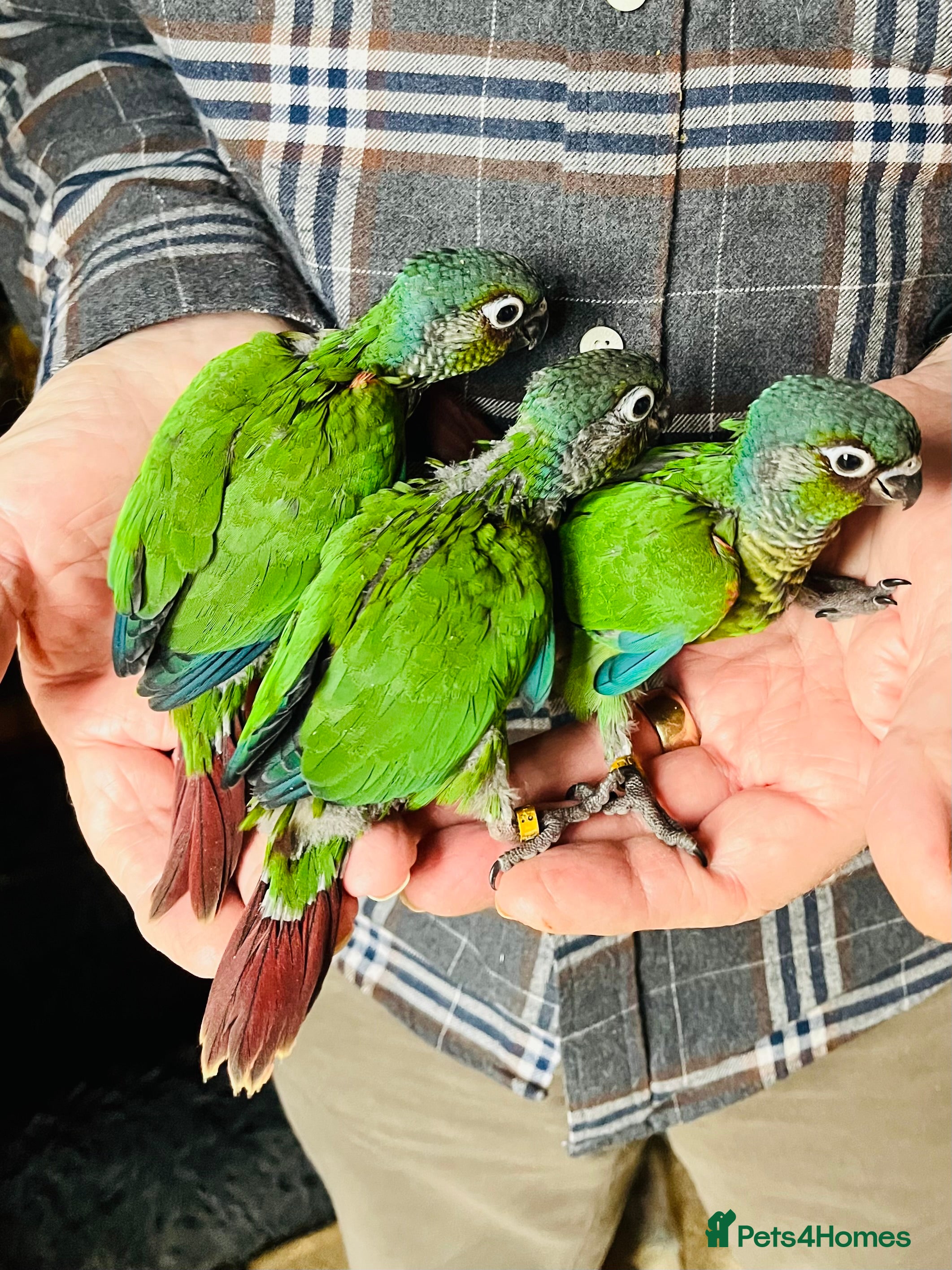 Conures birds Hand-Reared Emma & Green Cheeked Conure Chicks  - Advert 5