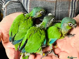 Conures birds Hand-Reared Emma & Green Cheeked Conure Chicks - Advert 5