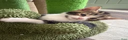Domestic Shorthair cats for sale: 2 male kittens left out a litter of 5  in West Bromwich - Advert 6