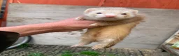 Ferret rodents for sale: Micro Ferrets  - Advert 4
