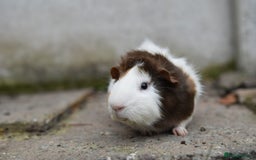 Guinea Pig rodents for sale: 9 Month Old Male Guinea Pigs Looking For Homes in Wigan - Image 25