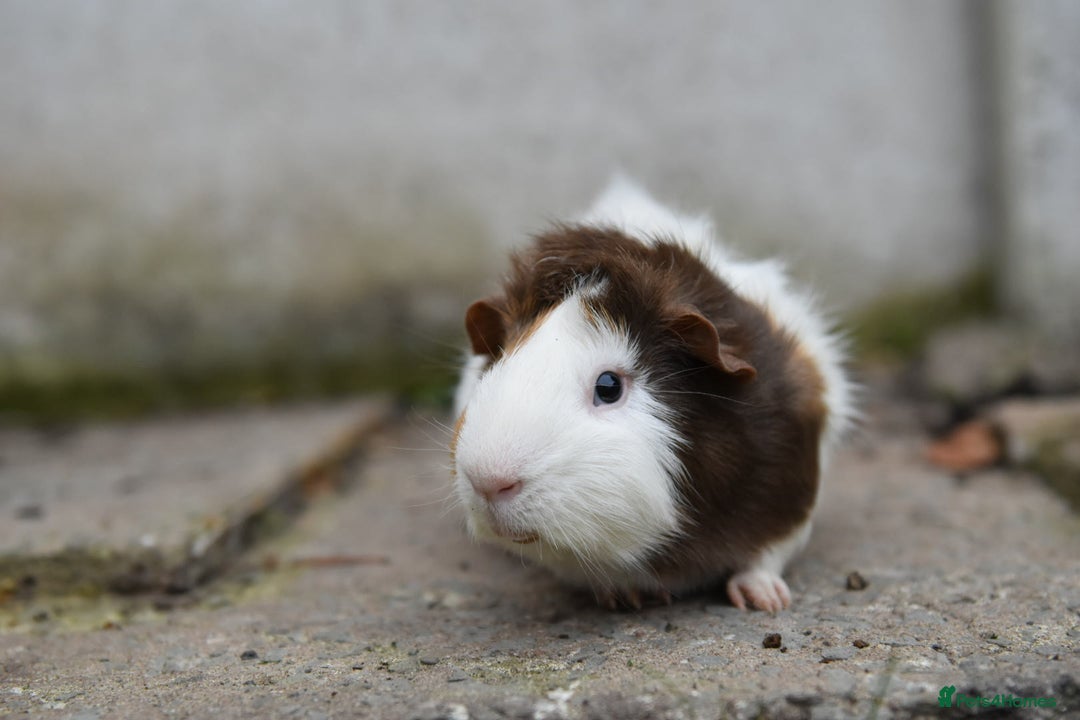 Guinea Pig rodents for sale: 9 Month Old Male Guinea Pigs Looking For Homes in Wigan - Image 25