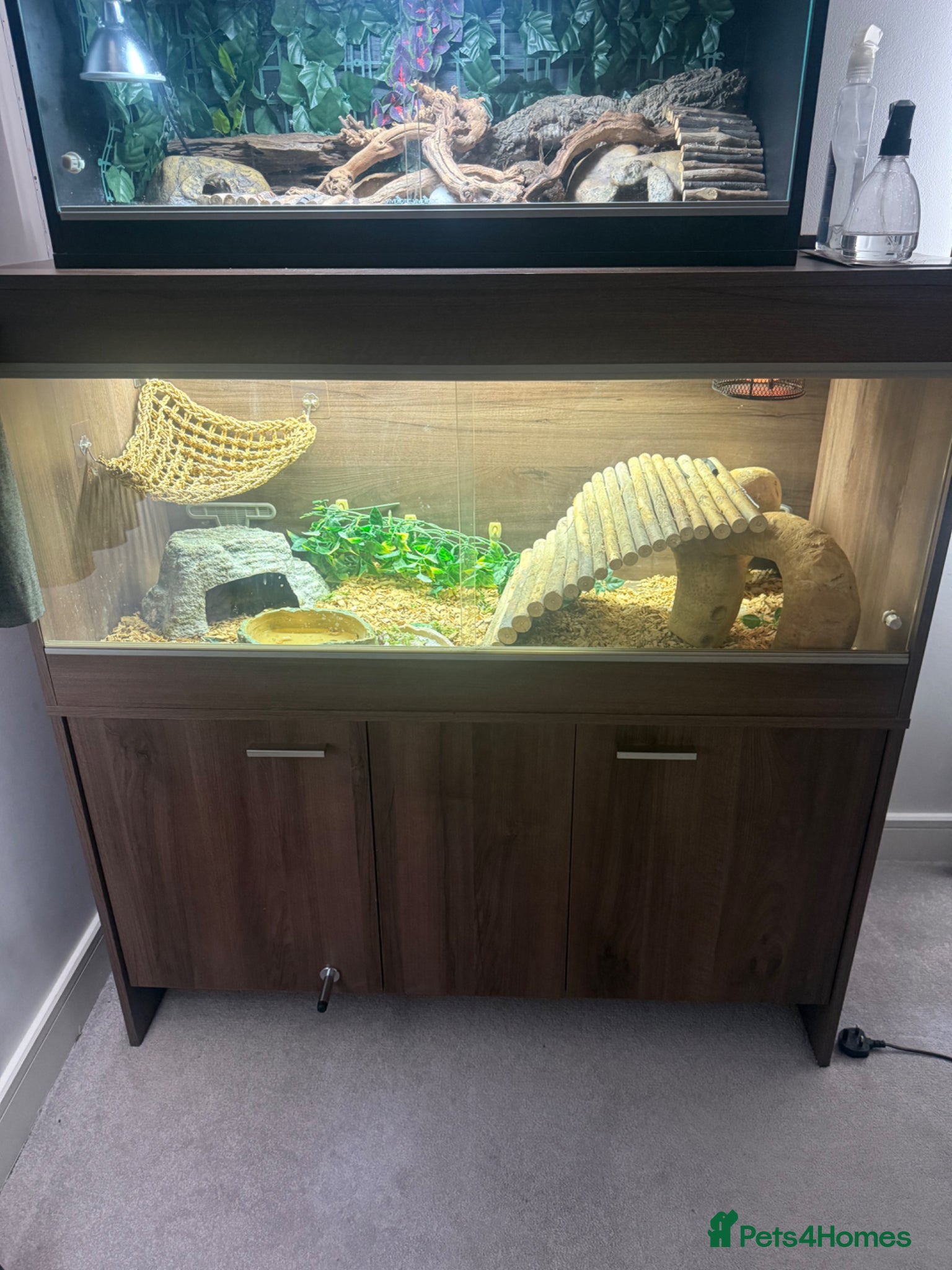 Bearded Dragon reptiles Female Bearded dragon + full setup - Advert 1