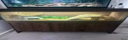 Bearded Dragon reptiles for sale: Female Bearded dragon + full setup in Brackley - Advert 1