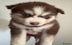 Pomsky dogs for sale: Champion bloodline f4 pomskys - Image 16