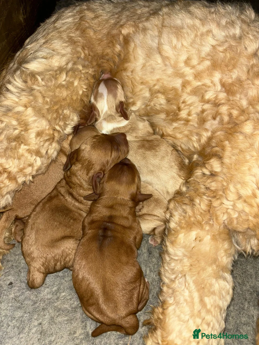 Cockapoo dogs for stud: STUD - F1 Red and white Cockapoo - Health Clear in York - Advert 30