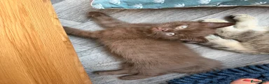 British Shorthair 1 chocolate 