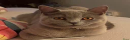 British Shorthair cats for sale: Beautiful British Shorthair Kittens–First Litter🐾 - Advert 25