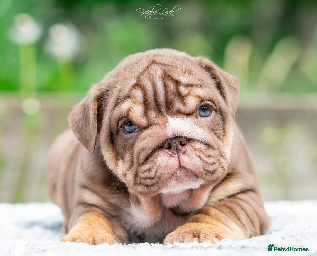 English Bulldog dogs for stud: Lilac and tan Merle carrying curly  - Advert 8