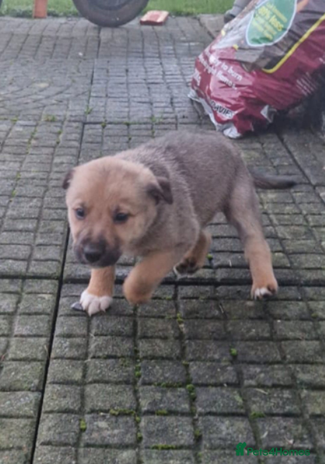 Border Collie dogs for sale: Adorable border collie pups - Image 2