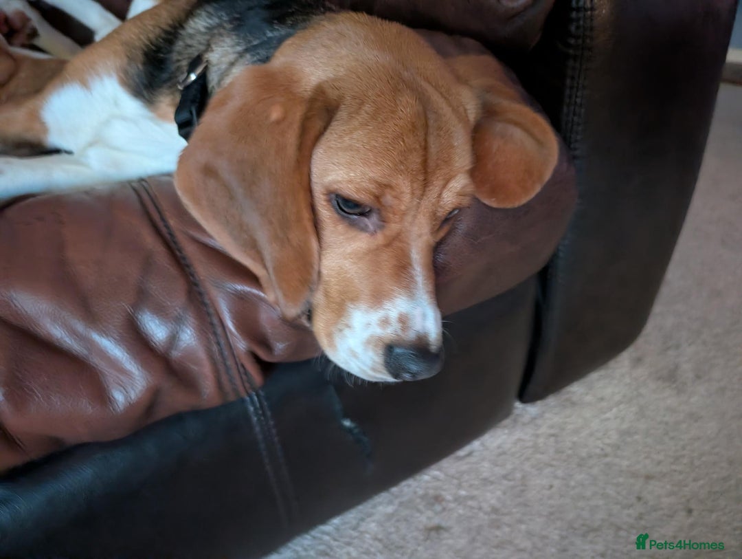 Beagle dogs for sale: 7-Month-Old Tri-Colour Male Beagles. - Advert 8