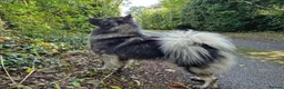 Eurasier dogs for sale: Euraiser Kennel Club registered Puppies for sale - Advert 8