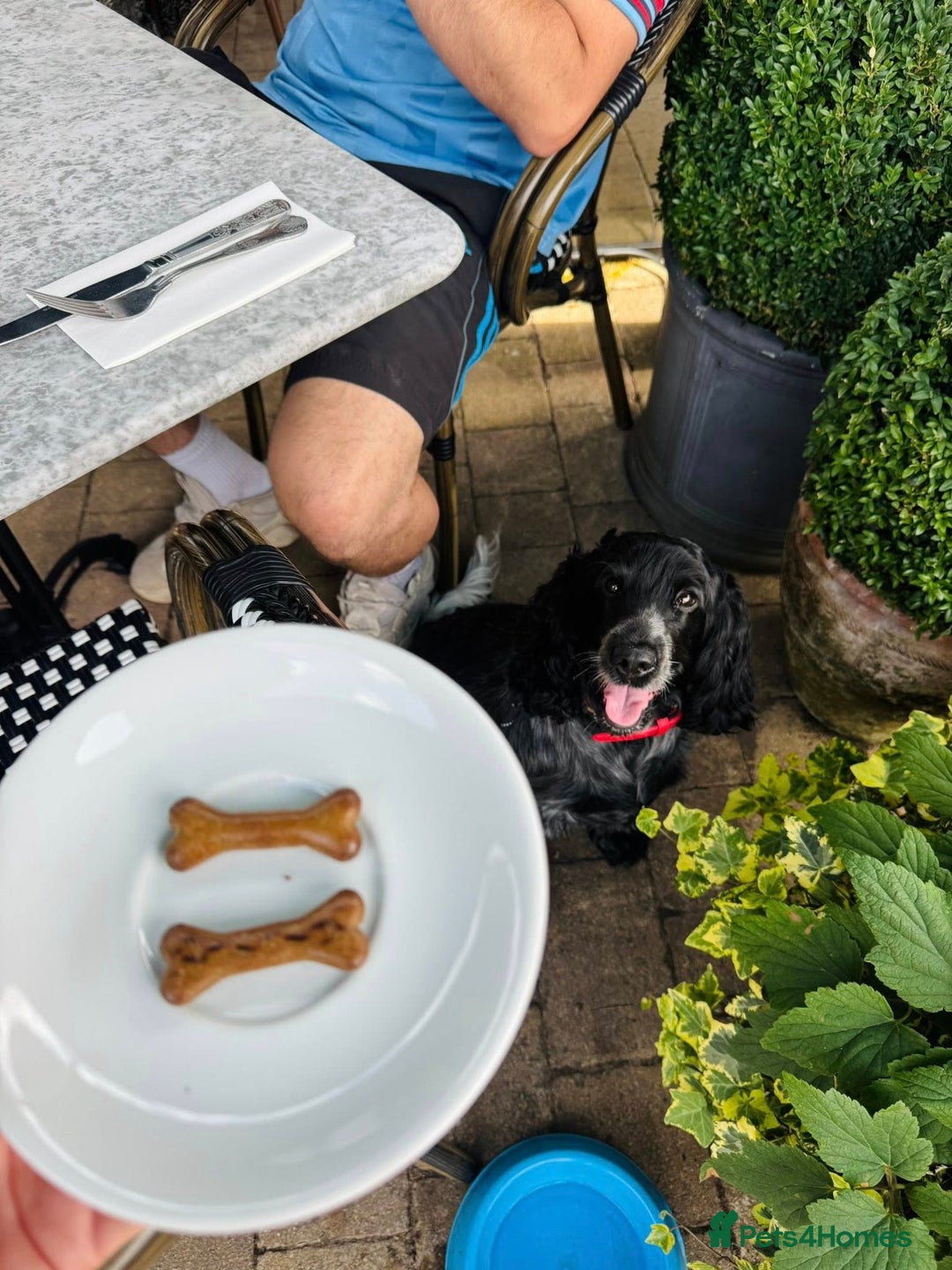 Cocker Spaniel dogs for sale: Poppy The Pedigree, KC REG, Show Cocker Spaniel - Advert 10