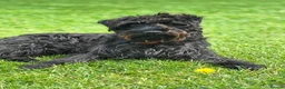 Patterdale Terrier dogs for stud: Stunning Proven Patterdale for Stud - Advert 2