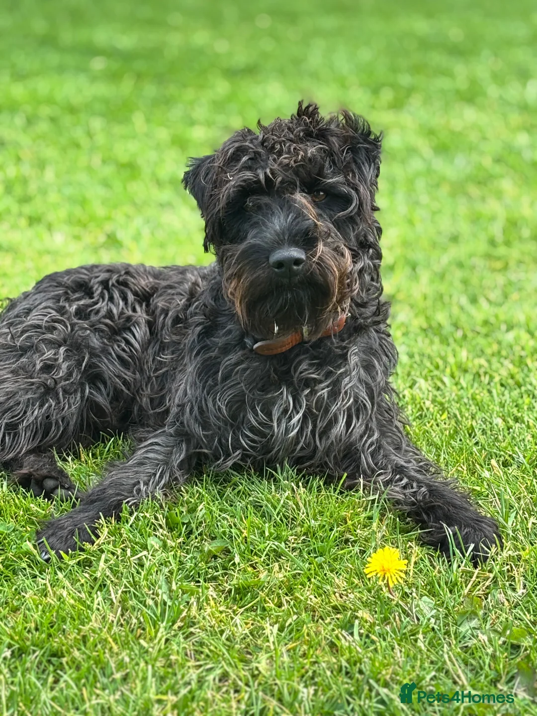 Patterdale Terrier dogs for stud: Stunning Proven Patterdale for Stud - Advert 2