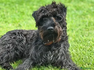 Patterdale Terrier dogs Stunning Patterdale for Stud - Advert 2
