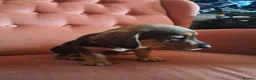 Jackshund dogs for sale: Miniature dachshund x miniature jack russell pups - Advert 8