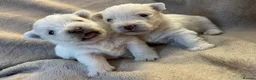 West Highland Terrier dogs for sale: West highland terrier pups  in Maidstone - Advert 8