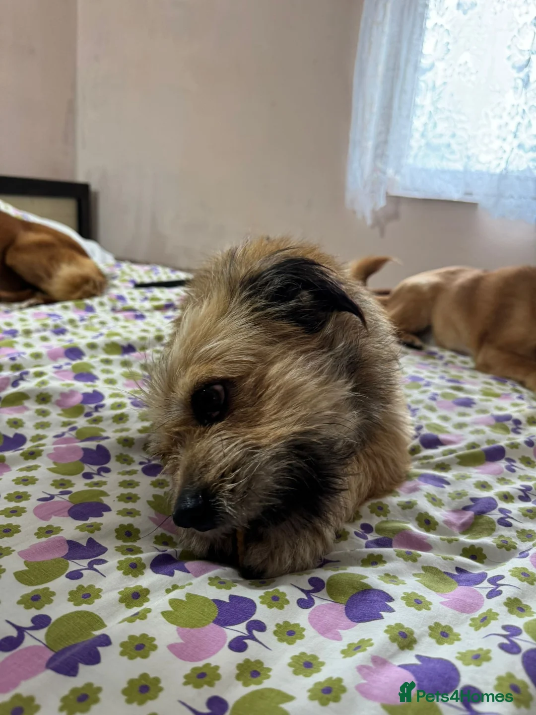 Mixed Breed dogs for adoption: 🐾 Meet COOKIE -  Your Little Ray of Sunshine ☀️💛 - Advert 5