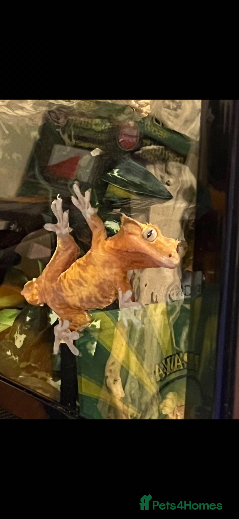 Gecko reptiles Crested Gecko & full setup  - Advert 2
