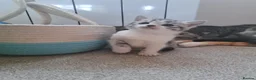 British Shorthair cats for sale: Fluffy Tigers (Last Two) - Advert 21