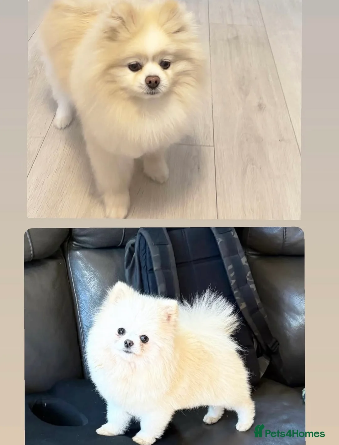 Pomeranian dogs for sale: KC Registered Champion blood line Pomeranian  - Advert 2