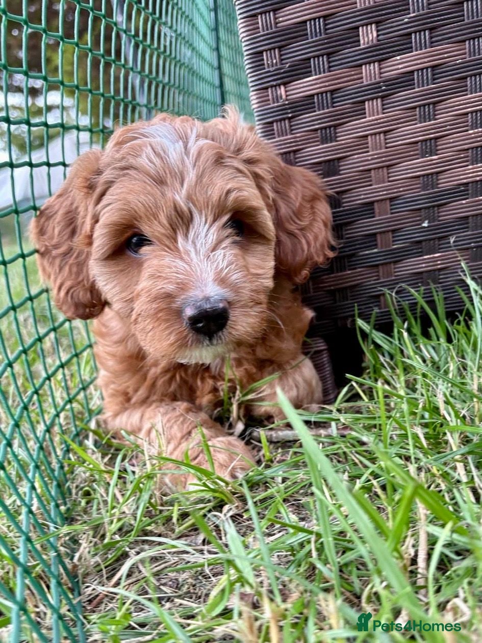 Australian Labradoodle dogs Stunning Red Australian Labradoodle Multigen Pups - Advert 2