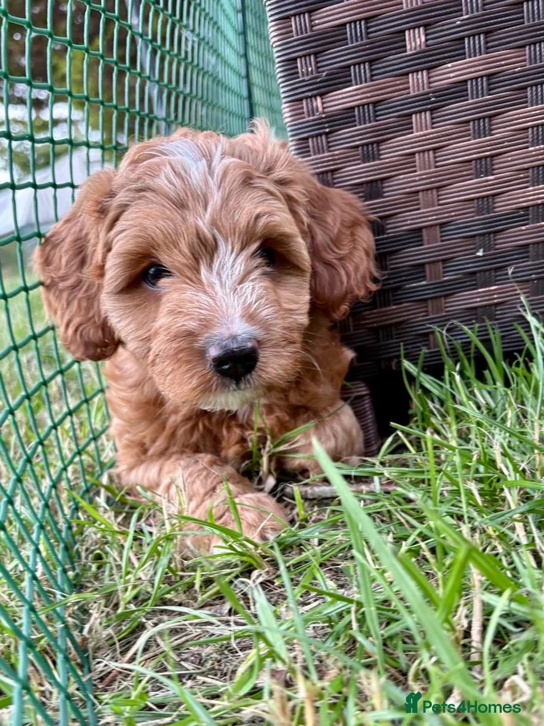 Australian Labradoodle dogs for sale: Stunning Red Australian Labradoodle Multigen Pups - Advert 2